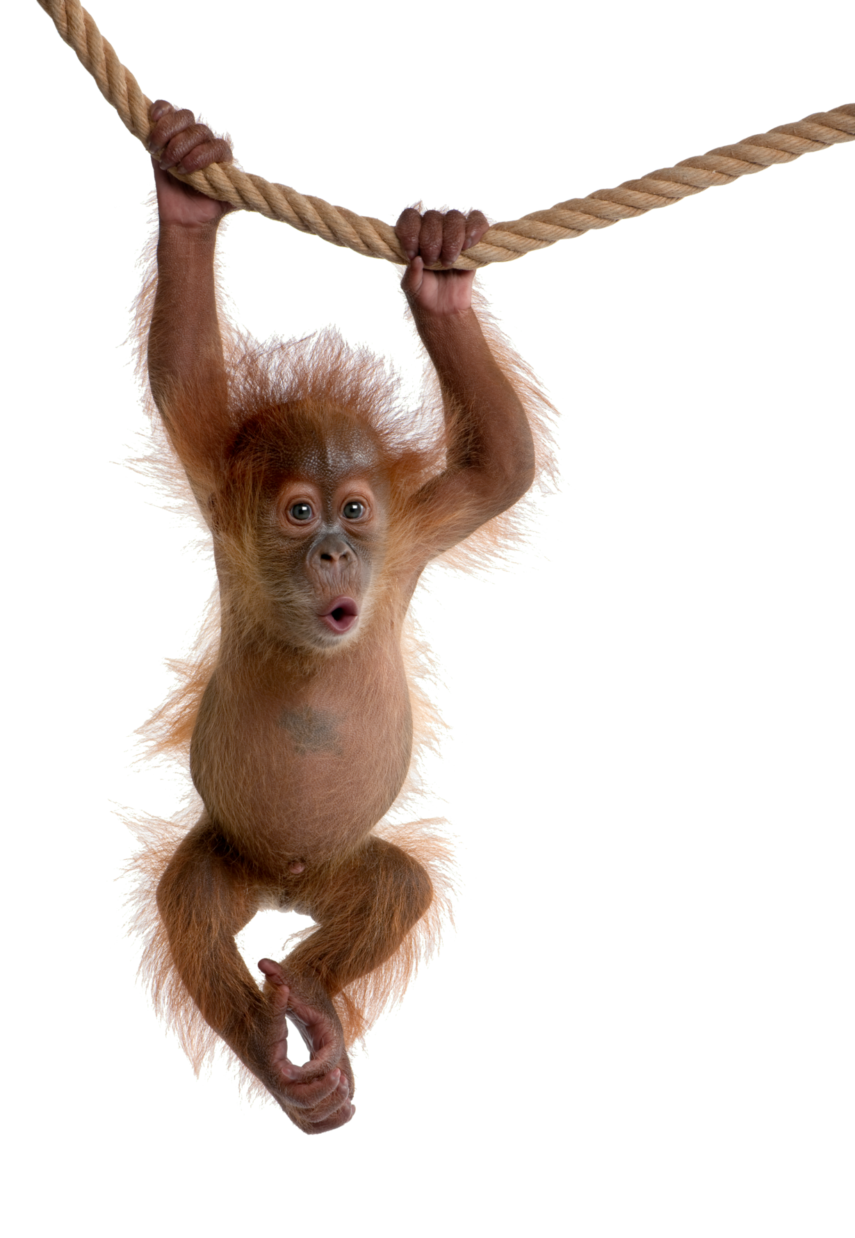 orang-utan